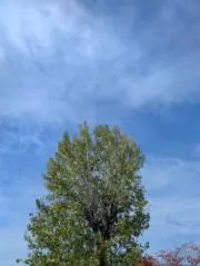 あおぞらの画像