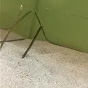 チンアナゴの画像