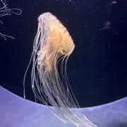 yjpの画像