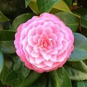 桜乙