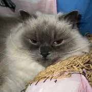 ニャンコ大先生の画像