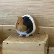 もの画像