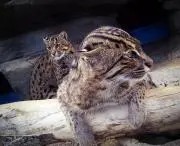 コタロー