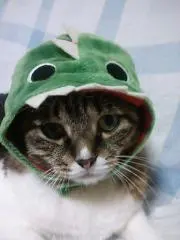 にゃんこの画像
