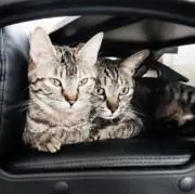 ことらおの画像