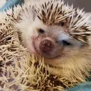 (´ω`)リアの画像