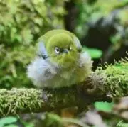 ふわふわの画像