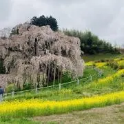 アミ　プロフ確認お願い致しますの画像