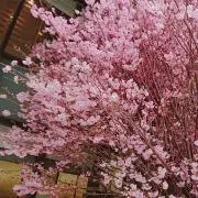 花子の画像