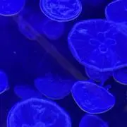 雅の画像