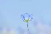 ネモフィラ