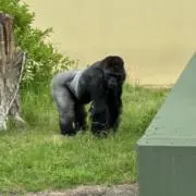 もんちの画像