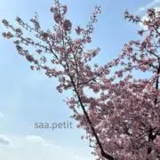 saa.petit⭐︎の画像