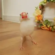 のんたんたん☆の画像