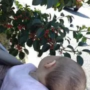 しのの画像