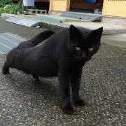 ぬこの画像