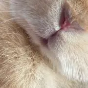 viviの画像