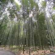 Angelsの画像