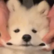 yedの画像