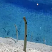 44の画像