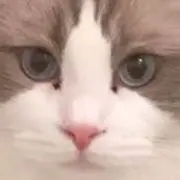 ニコぴーす