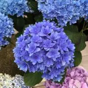 ひとっちの画像