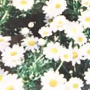 花の画像