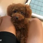 おちょちょの画像