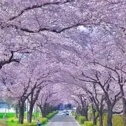 あんみつの画像