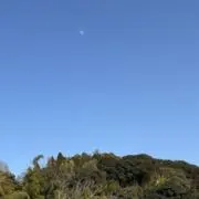 ショママの画像