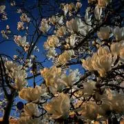 magnoliaの画像