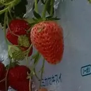 いちご　激安セール中!の画像