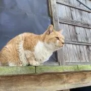 二郎の画像