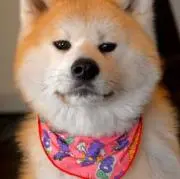 oddballsの画像