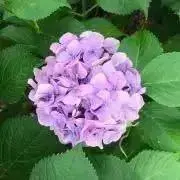 紫花の画像
