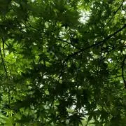 ひさの画像