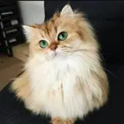 Minty*