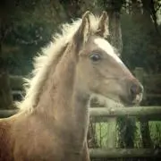 horsekun