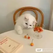 さきの画像