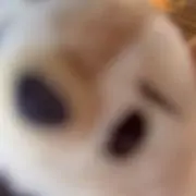 konの画像