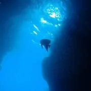 ましゅの画像