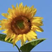 バラの画像