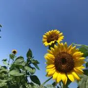 ひまわりの画像