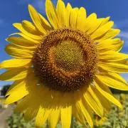 つうの画像