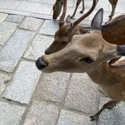 しろまま♛︎