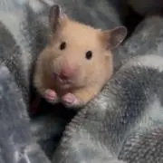 そめちゃん╰(*´︶`*)╯♡
