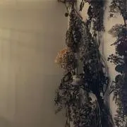 キノコの画像