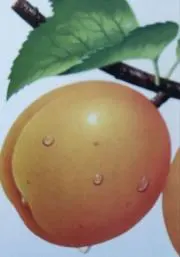 チィロタン