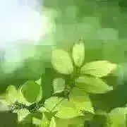 みはみさ・:*+. ʕ•ᴥ•ʔの画像