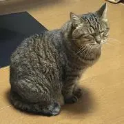 WagDkの画像